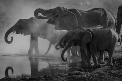 大象喝水的灰度照片